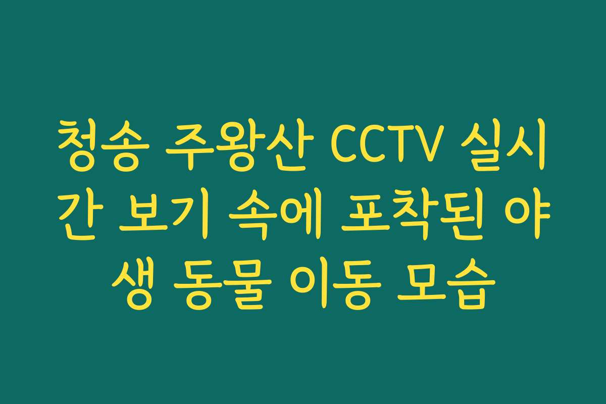 청송 주왕산 CCTV 실시간 보기 속에 포착된 야생 동물 이동 모습