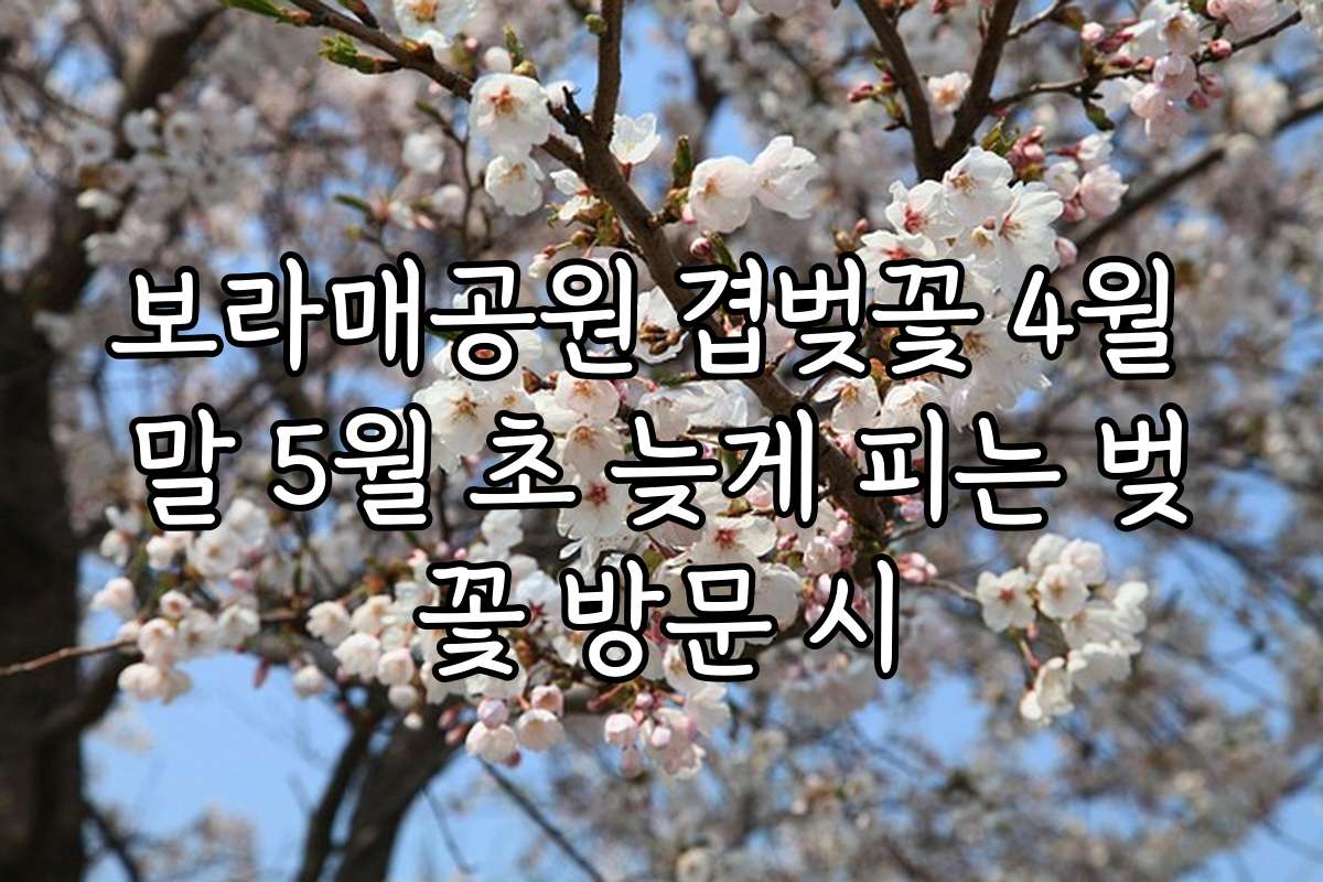 보라매공원 겹벚꽃 4월 말 5월 초 늦게 피는 벚꽃 방문 시