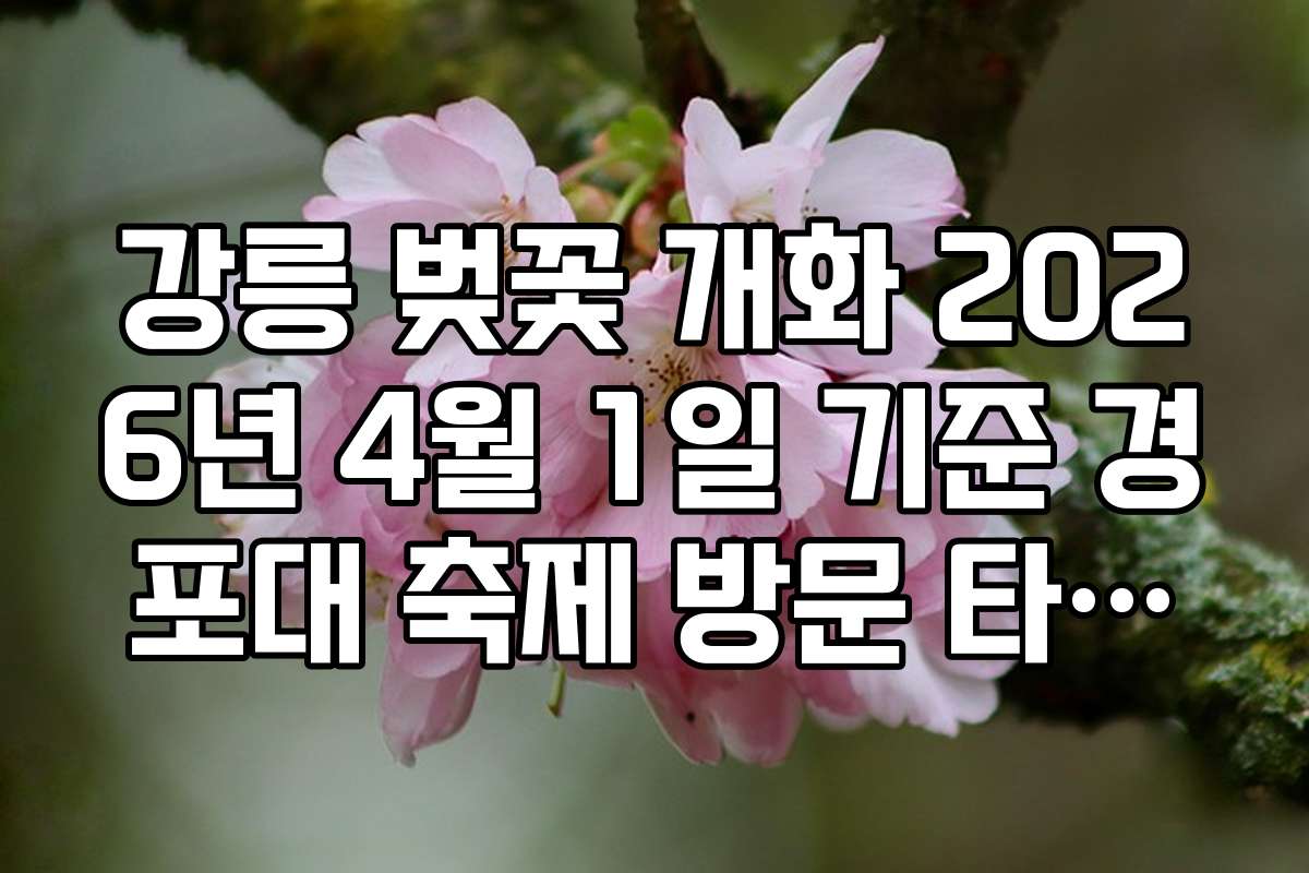 강릉 벚꽃 개화 2026년 4월 1일 기준 경포대 축제 방문 타이밍