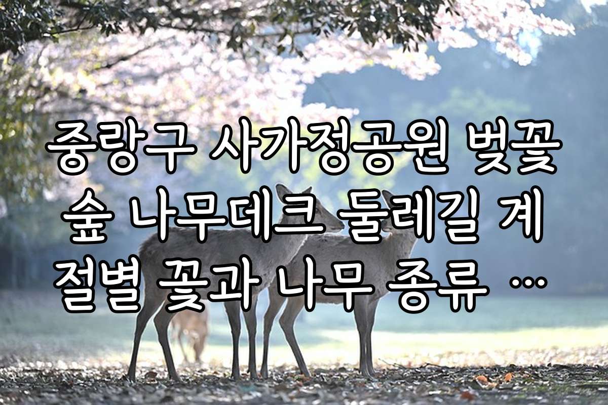 중랑구 사가정공원 벚꽃숲 나무데크 둘레길 계절별 꽃과 나무 종류 소개