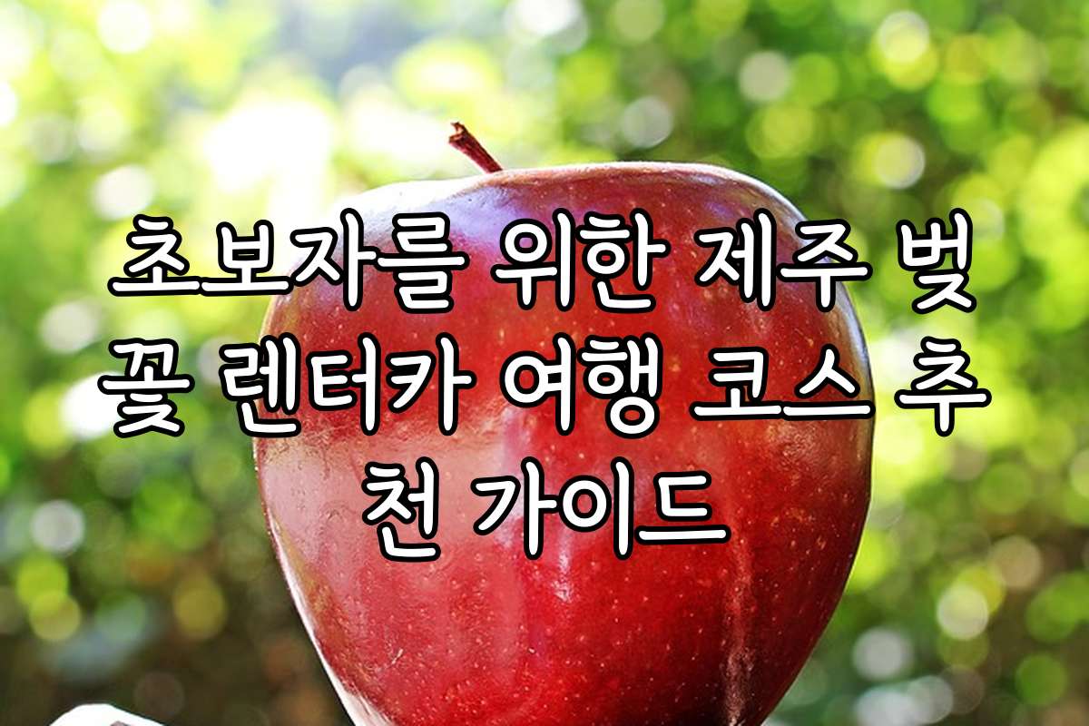 초보자를 위한 제주 벚꽃 렌터카 여행 코스 추천 가이드