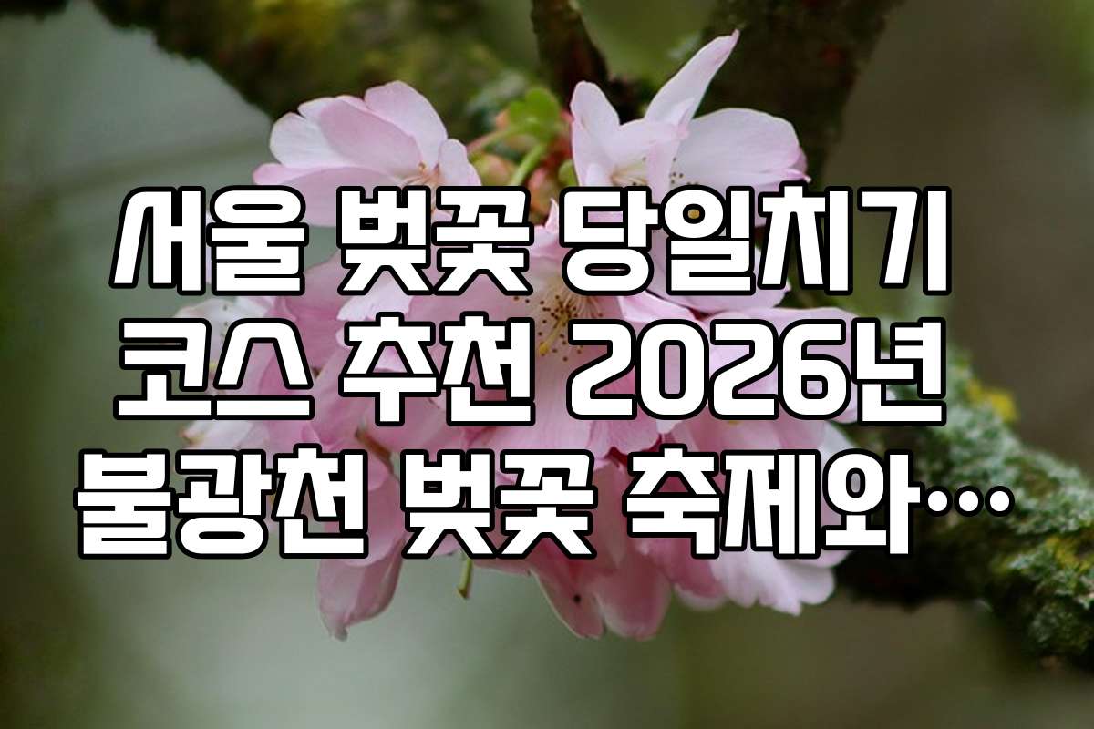 서울 벚꽃 당일치기 코스 추천 2026년 불광천 벚꽃 축제와 은평구 맛집 투어