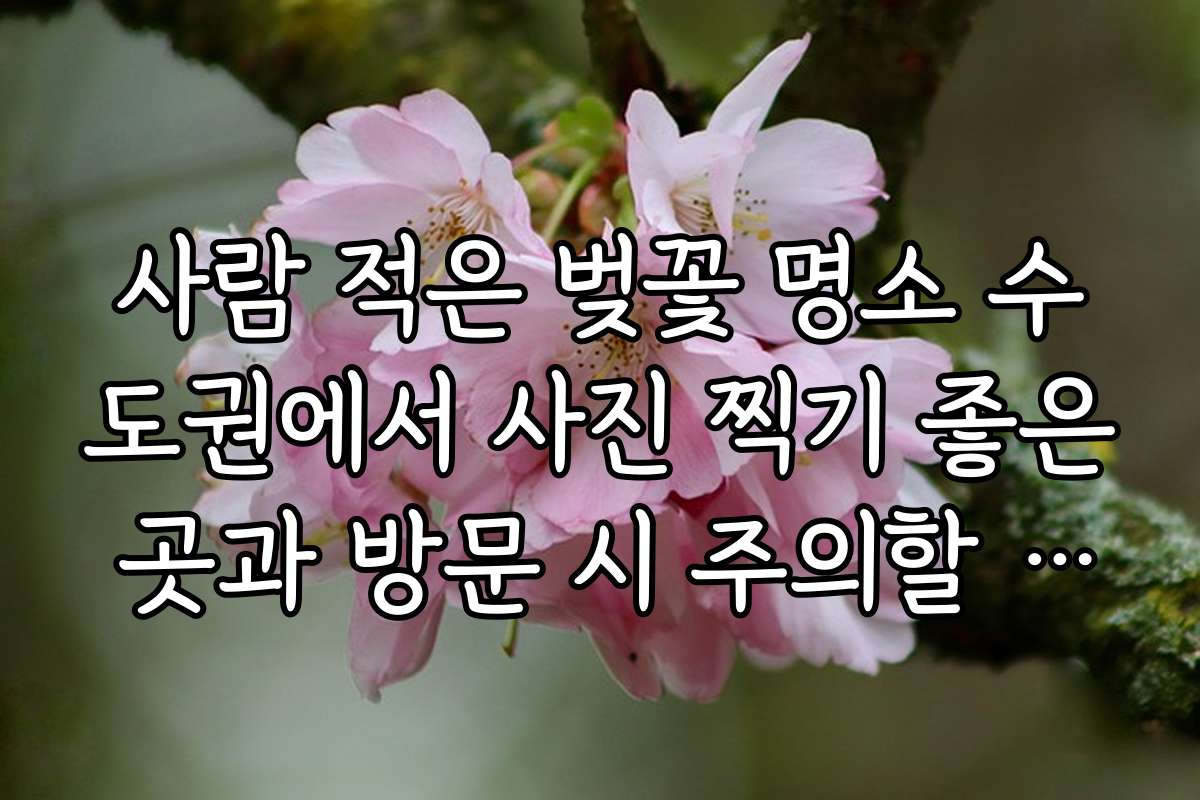 사람 적은 벚꽃 명소 수도권에서 사진 찍기 좋은 곳과 방문 시 주의할 점을 알려줍니다