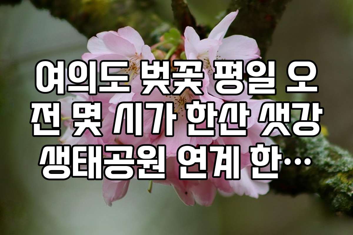 여의도 벚꽃 평일 오전 몇 시가 한산 샛강생태공원 연계 한산한 코스