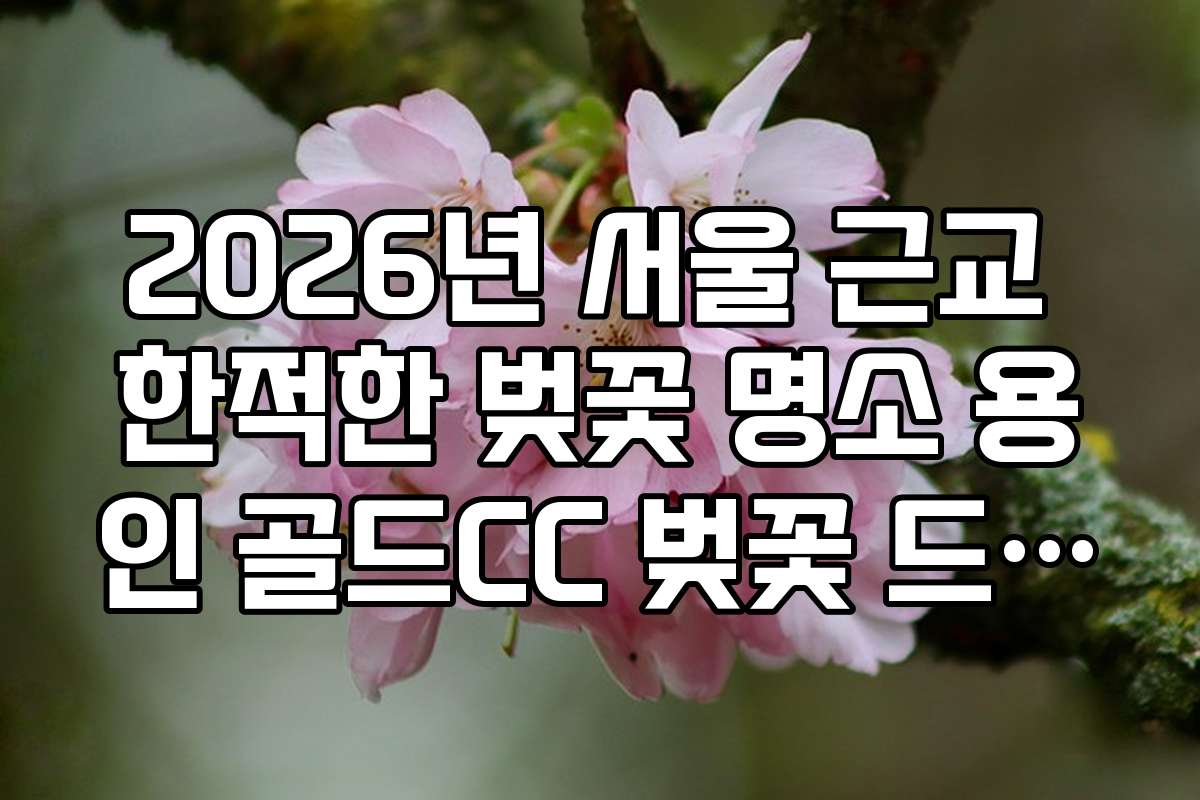 2026년 서울 근교 한적한 벚꽃 명소 용인 골드CC 벚꽃 드라이브