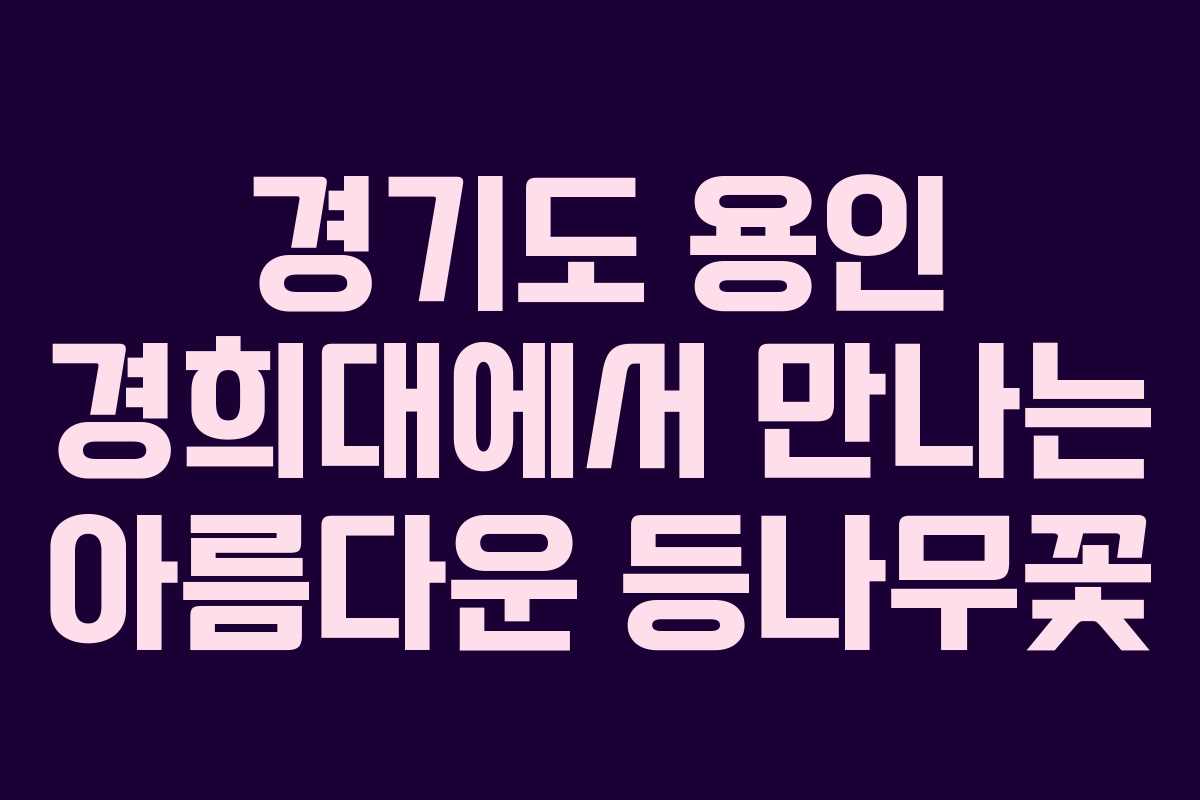 경기도 용인 경희대에서 만나는 아름다운 등나무꽃