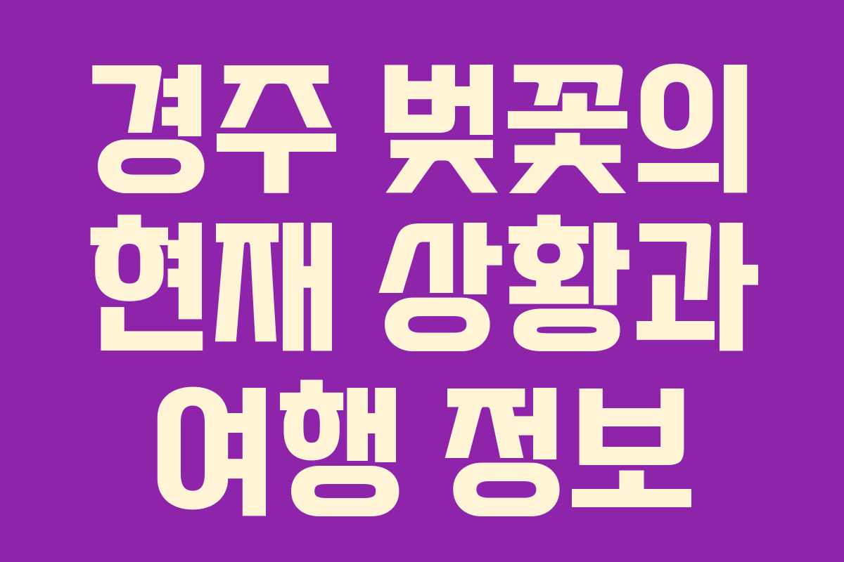 경주 벚꽃의 현재 상황과 여행 정보